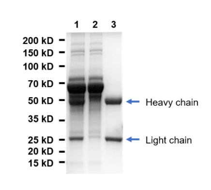 Protein A agarose beads 6FF for Antibody Purification