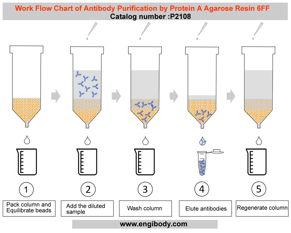 P2108-Work Flow Chart of Antibody Purification by Protein A Agarose Resin 6FF