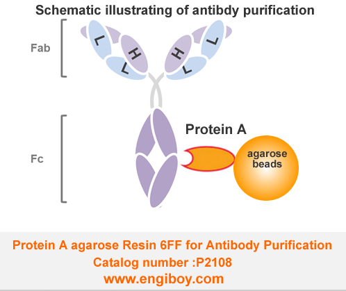 P2108-protein A Agarose beads for antibody purification