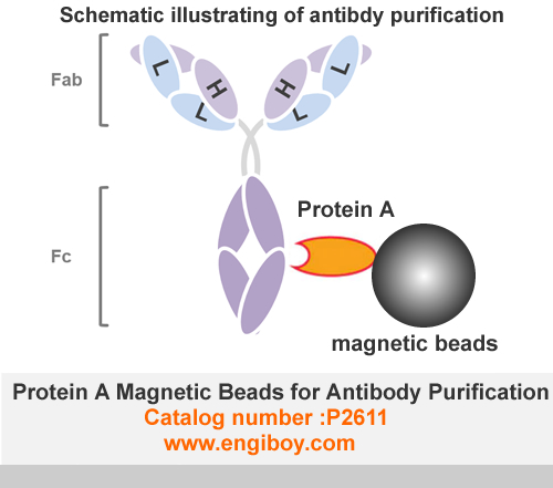 Protein A Magnetic Beads For Antibody Purification