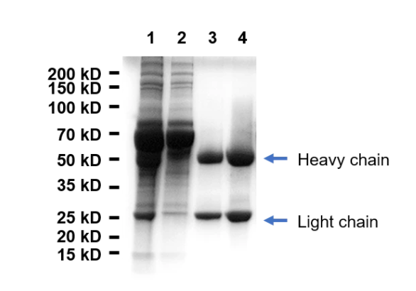 Protein G agarose Resin 6FF for Antibody Purification