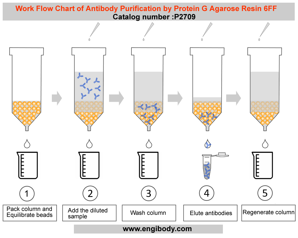 Protein G agarose Resin 6FF for Antibody Purification