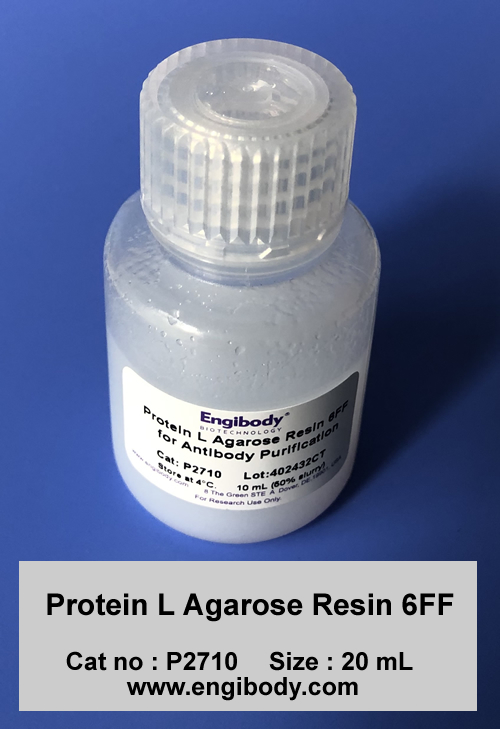 Protein L agarose Resin 6FF