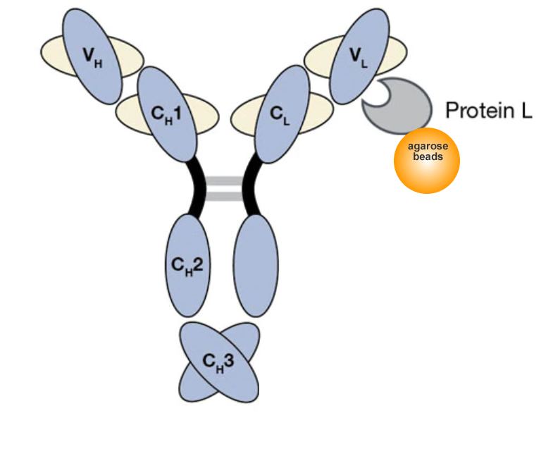 Protein L agarose Resin 6FF for Antibody Purification