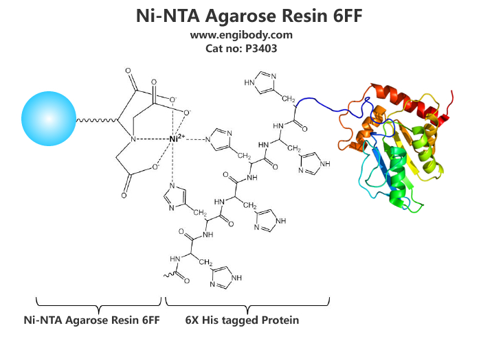 Ni-NTA Agarose Resin 6FF for His tagged Protein Purification