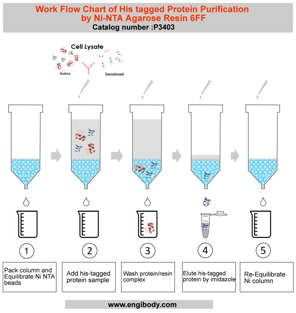 Ni-NTA Agarose Resin 6FF for His tagged Protein Purification