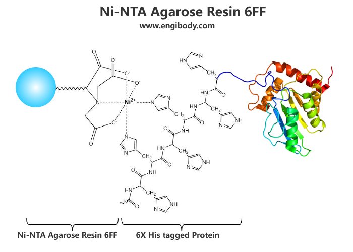 His tagged Protein Purification Kit