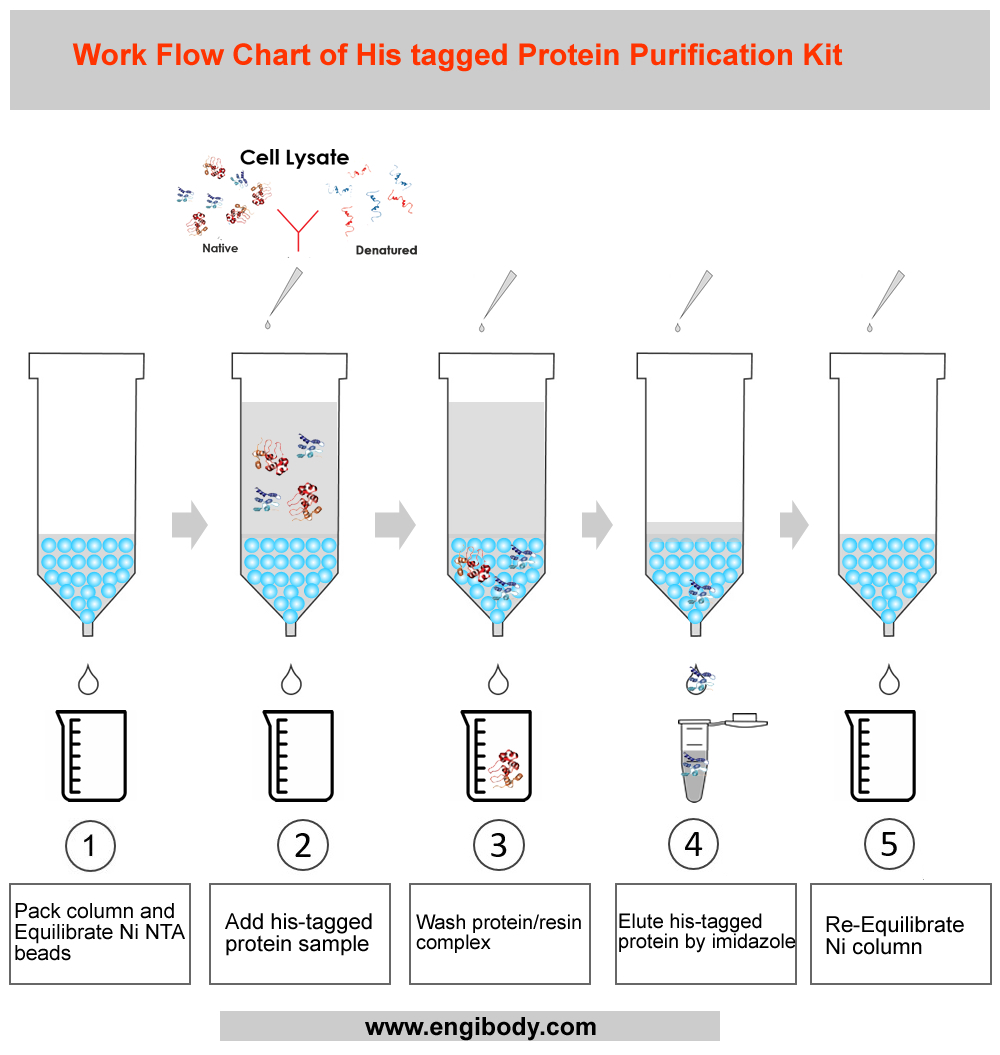 His tagged Protein Purification Kit