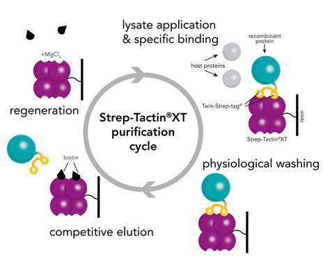 Strep-tag II Fusion Protein Purification kit