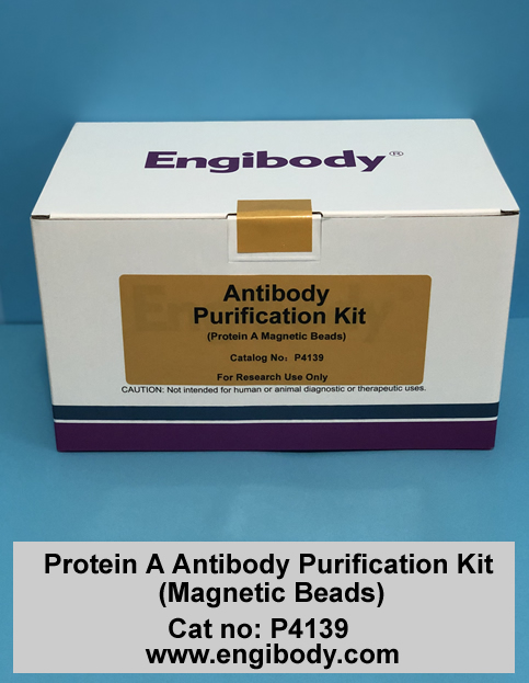 Protein A Antibody Purification Kit (Magnetic Beads)