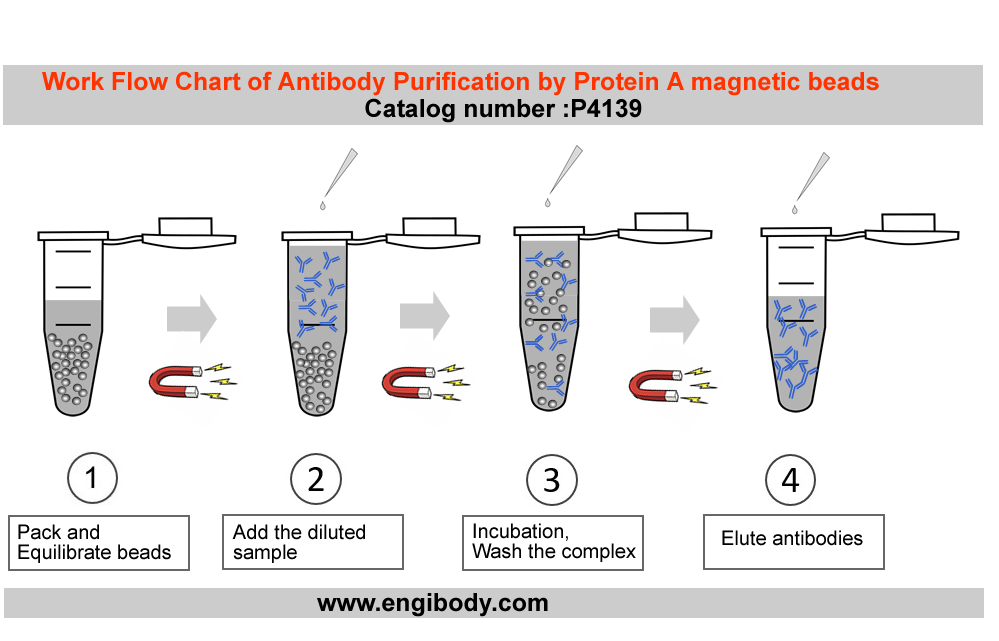 Protein A Antibody Purification Kit (Magnetic Beads)