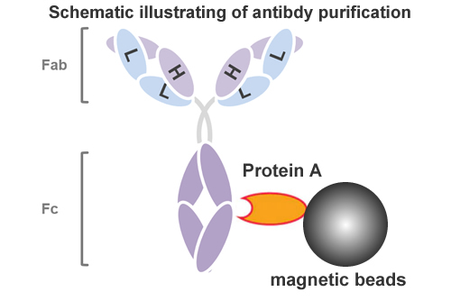 Protein A Antibody Purification Kit (Magnetic Beads)