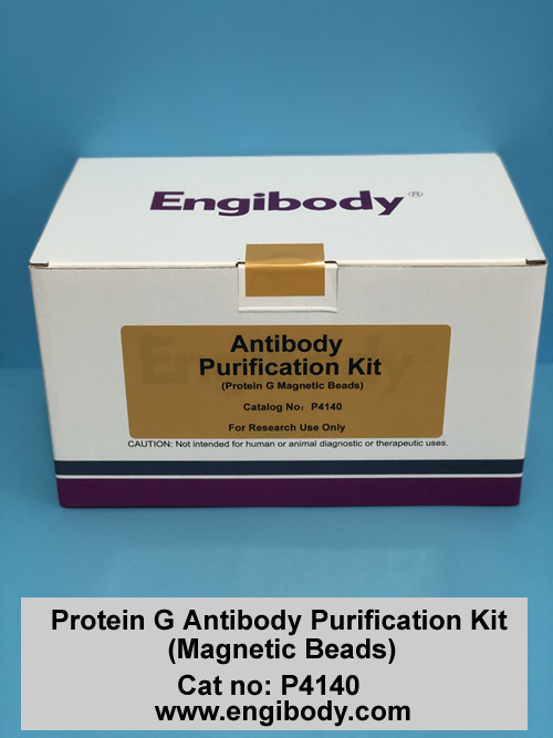 Protein G Antibody Purification Kit (Magnetic Beads)