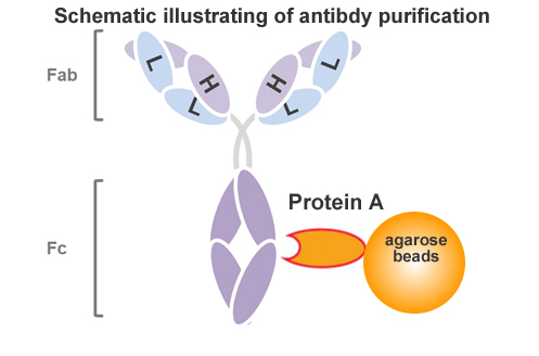 Protein A Antibody Purification Kit (Agarose Beads)