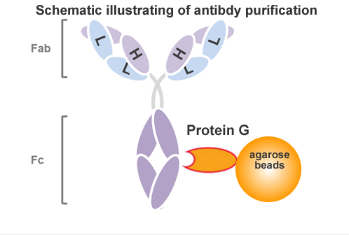 Protein G Antibody Purification Kit (Agarose Beads)