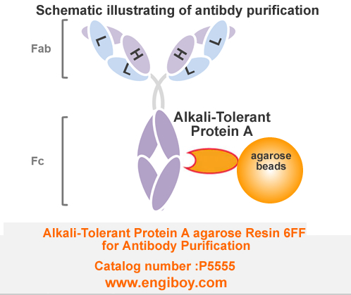 Alkali-Tolerant Protein A agarose Resin 6FF for Antibody Purification