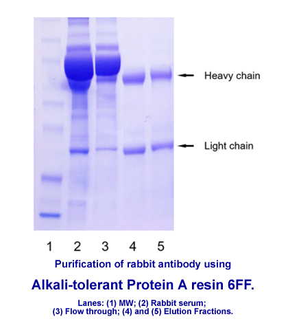 Alkali-Tolerant Protein A agarose Resin 6FF for Antibody Purification