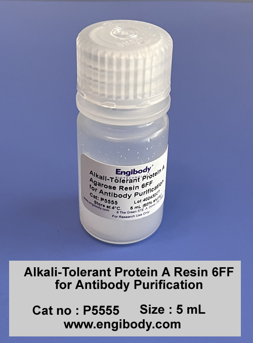 Alkali-Tolerant Protein A agarose Resin 6FF for Antibody Purification