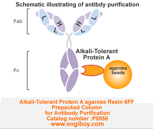 Alkali-Tolerant Protein A agarose Resin 6FF Prepacked Column for Antibody Purification