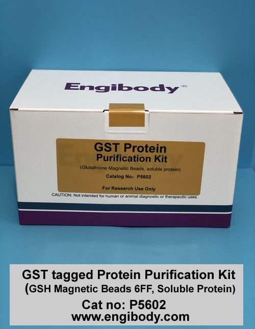 GST tagged Fusion Protein Purification Kit (Glutathione Magnetic Beads)