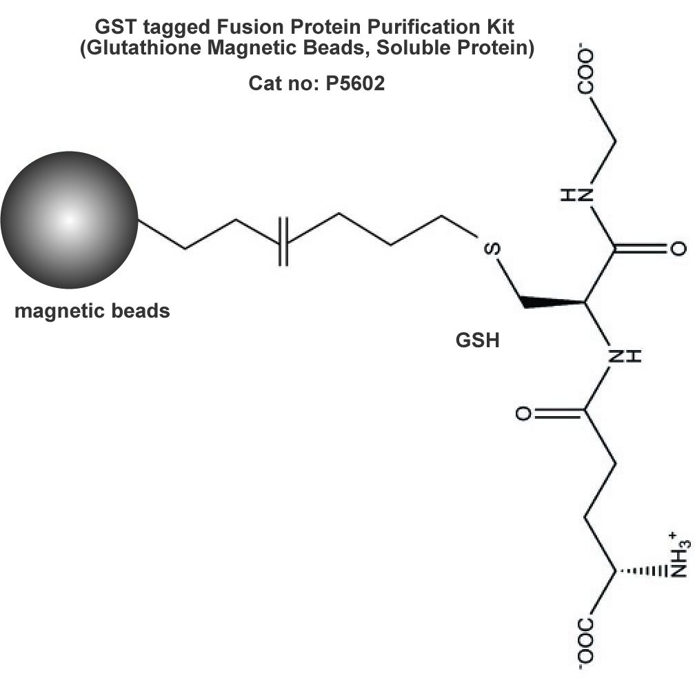 GST tagged Fusion Protein Purification Kit 