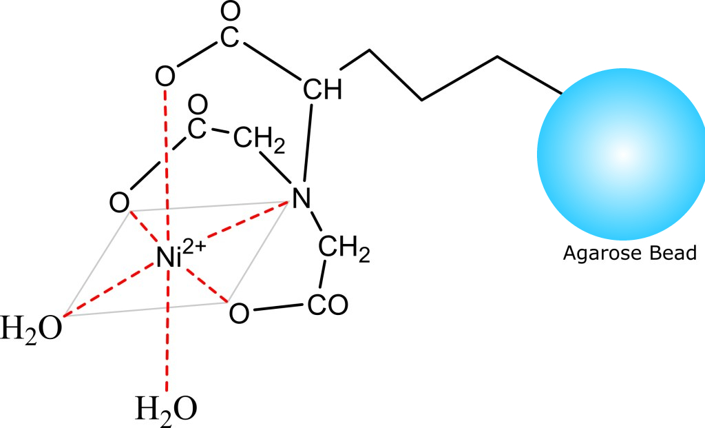 Ni-NTA Agarose Resin 6FF for His tagged Protein Purification