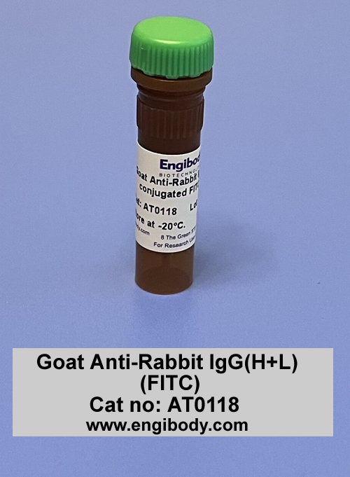 Goat Anti-Rabbit IgG(H+L) (FITC)