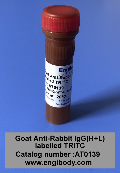 Goat Anti-Rabbit IgG(H+L) (TRITC)