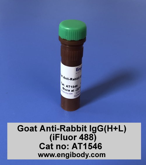 Goat Anti-Rabbit IgG(H+L) (iFluor 488)