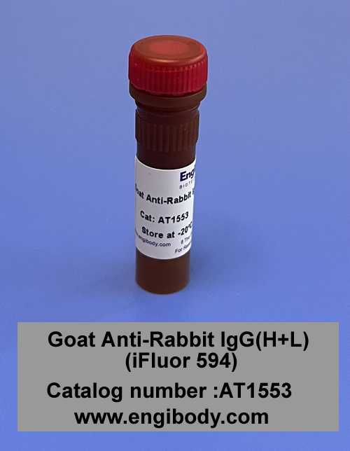 Goat Anti-Rabbit IgG(H+L) (iFluor 594)