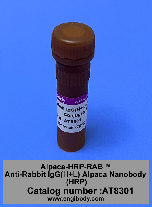 Alpaca-HRP-RAB™ Anti-Rabbit IgG(H+L) Alpaca Nanobody (HRP)
