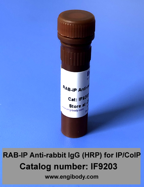 RAB-IP Anti-rabbit IgG (HRP) for IP/CoIP