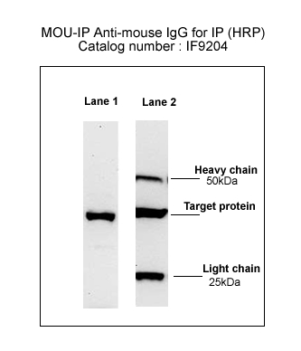 MOU-IP Anti-mouse IgG (HRP) for IP/CoIP