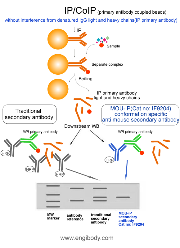 MOU-IP Anti-mouse IgG (HRP) for IP/CoIP