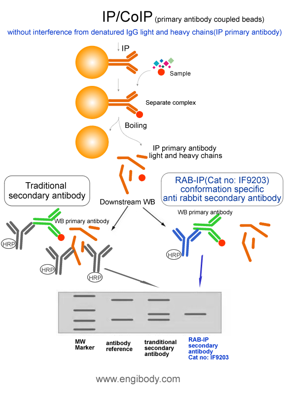 MOU-IP Anti-mouse IgG (HRP) for IP/CoIP