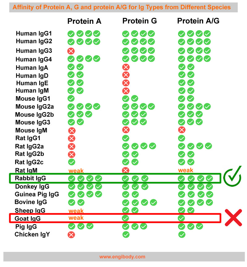 Secondary Antibody (for CUT&RUN and CUT&Tag)