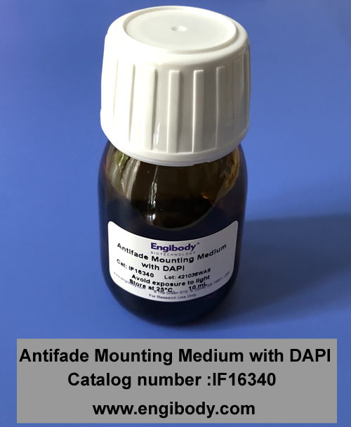 Antifade Mounting Medium with DAPI