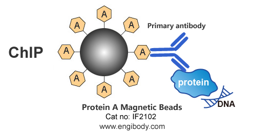 Protein A Magnetic Beads for IP/CoIP/ChIP