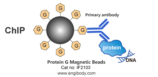 Protein G Magnetic Beads for IP/CoIP/ChIP