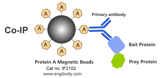 Protein A Magnetic Beads for IP/CoIP/ChIP