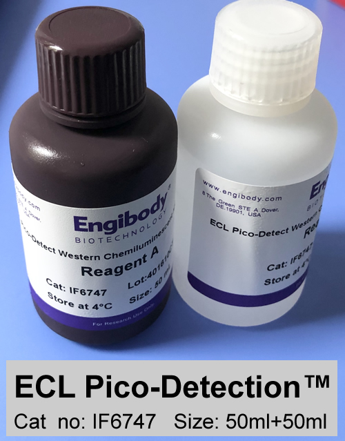 ECL Pico-Detection Western Blotting Substrate