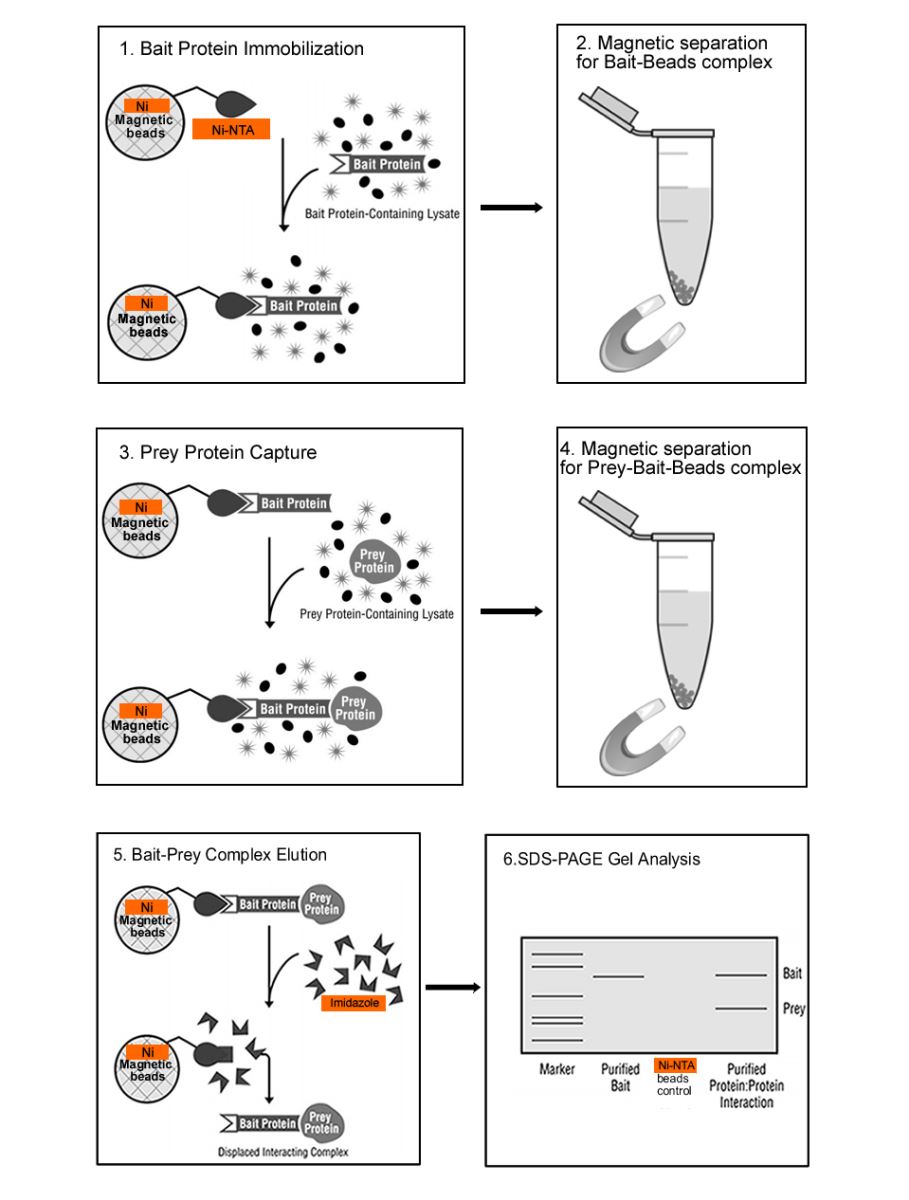 Ni charged Magnetic Beads for His Pull-Down Assay