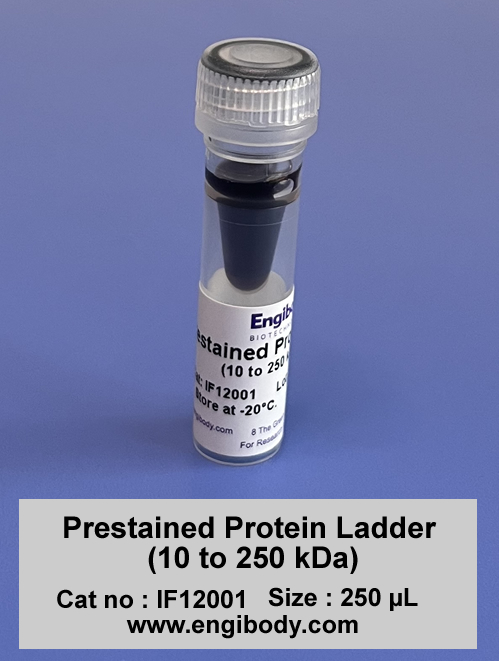 Prestained Protein Ladder (10 to 250 kDa)