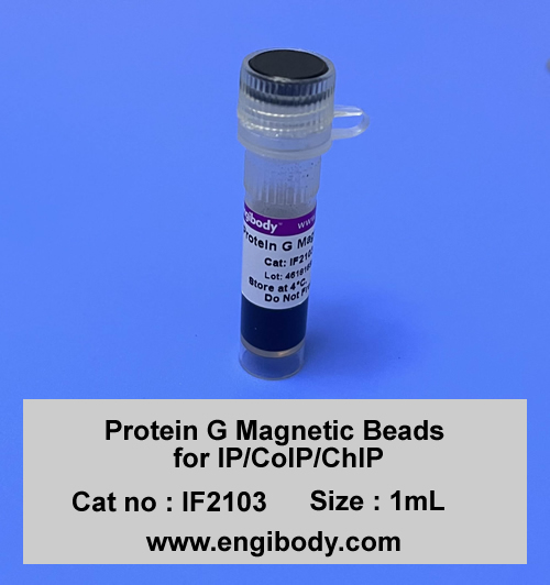 Protein G Magnetic Beads for IP/CoIP/ChIP