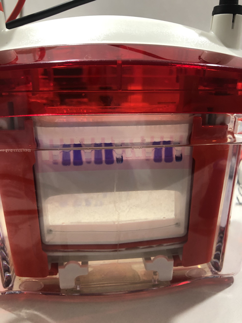 QuickElectro™ Rapid SDS Electrophesis Running Buffer (10X)