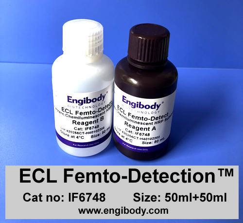 ECL Femto-Detection Western Blotting Substrate