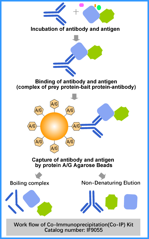 Co-Immunoprecipitation(Co-IP) Kit