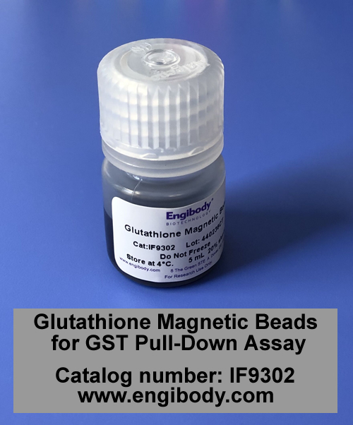 Glutathione Magnetic Beads for GST Pull-Down Assay