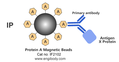 Protein A Magnetic Beads for IP/CoIP/ChIP