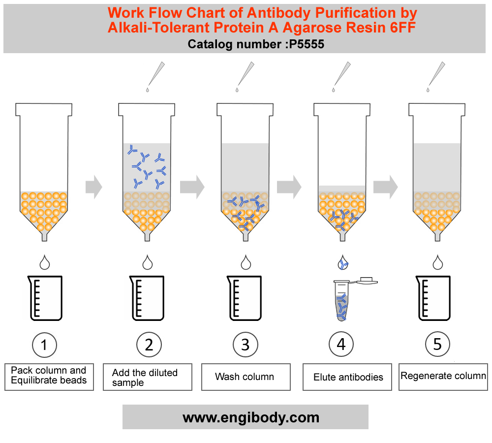 Alkali-Tolerant Protein A agarose Resin 6FF for Antibody Purification